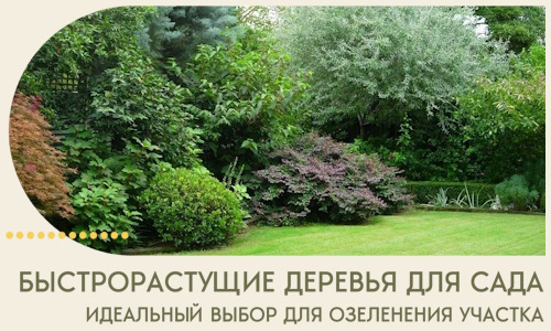 Быстрорастущие деревья для сада идеальный выбор в Лянторе